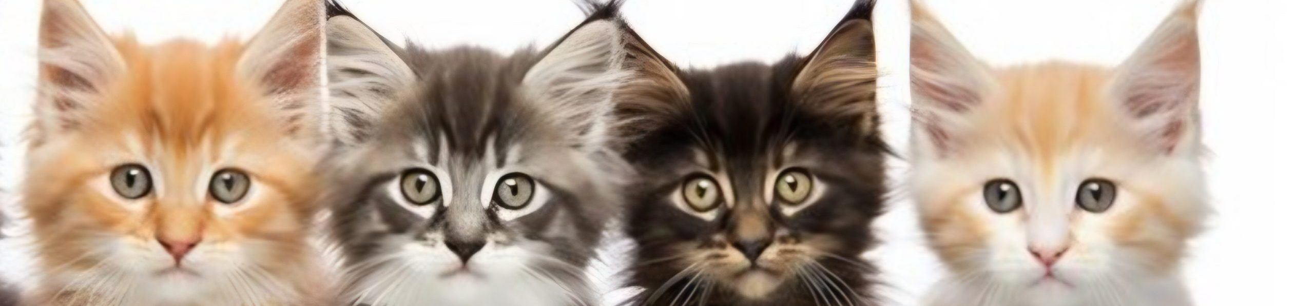 SouthernMaineCoons.com